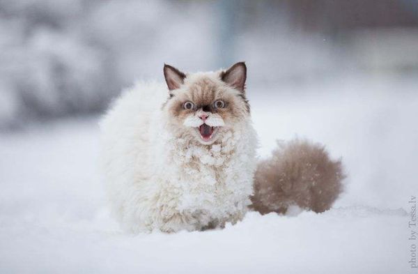 [Image: 55493630_cat-first-saw-snow4.jpg]